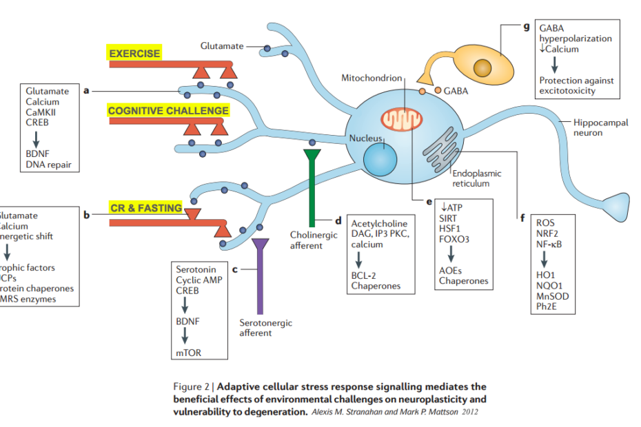 adaptive cellular stress response